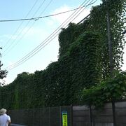雑草取りは「今からがチャンス」　防除の鉄則、効果的なタイミングは　宇都宮大学の専門…