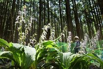 ナツエビネ山林彩る　塩谷