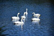 大田原・羽田沼にハクチョウ