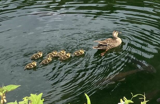 足利学校の堀を泳ぐカルガモの親子（足利学校事務所提供）
