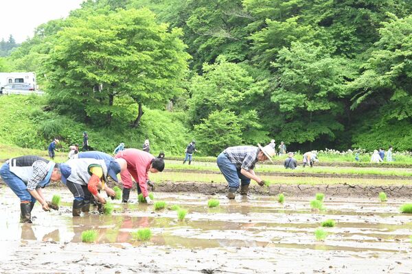 棚田で田植えに励むオーナーたち