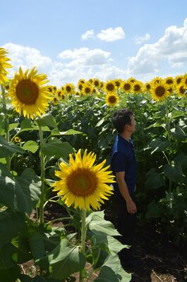 約７万本のヒマワリで作られた「ひまわり迷路」