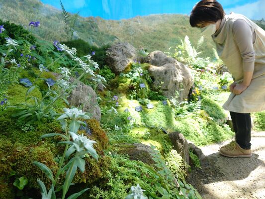 オオヒラウスユキソウなどが展示されている館内