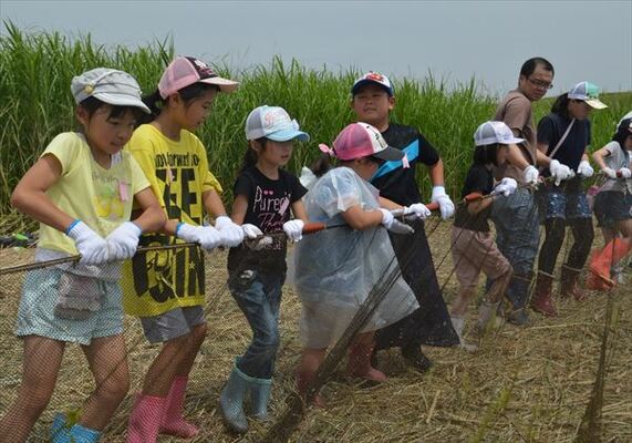 地引き網を引き上げる参加者たち
