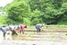 棚田で田植えに励むオーナーたち