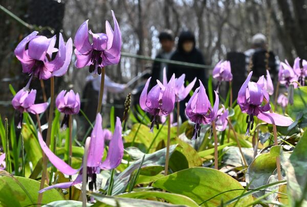 山の斜面を薄紫色に彩るカタクリ=25日正午、佐野市町谷町
