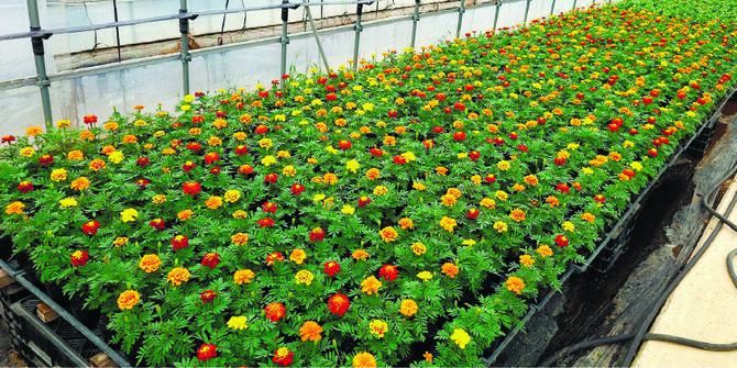 育苗センターのハウス内で開花したマリーゴールド