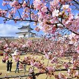 人気の子ども向け企画 今年もやります　３月７日、恒例の「宇都宮城桜まつ…