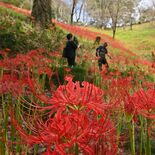 中世の城跡、赤く彩る　茂木でヒガンバナ見頃　斜面染める55万本