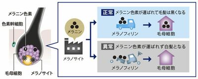 “トラック”休止が問題