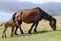 野生馬の出産シーズン到来