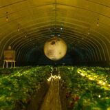 ホワイトデーは星空の下でイチゴを...　茂木の美土里農園で「月夜のいちご狩り」　投影、電飾などで演出