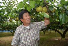 ＜145＞日持ち良くほどよい甘み 　ＪＡおやまの梨