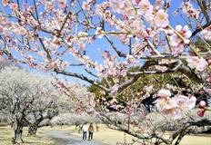 陽光に輝く春の訪れ　