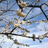 白い花びら春風に揺れる　史跡下野薬師寺跡周辺で梅見ごろ　下野で10日まで梅まつり