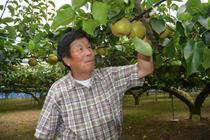＜145＞日持ち良くほどよい甘み 　ＪＡおやまの梨