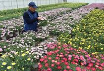 小山でマーガレット出荷準備進む