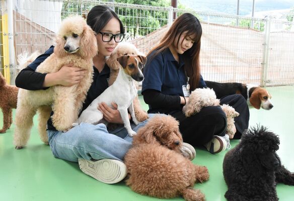 個性豊かな犬と遊べる触れ合いコーナー