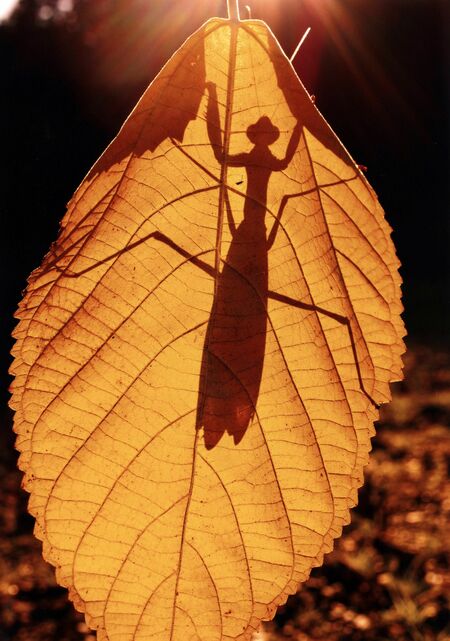 「温もり」寄川勝美（鹿沼）