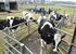 順番に体重などを量る検査場に入る放牧牛
