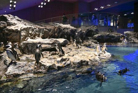 ペンギンの展示空間=東京都墨田区のすみだ水族館