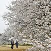 下野・天平の丘公園で淡墨桜満開　雨の中、枝いっぱいにしっとりと　31日までライトアップ