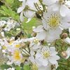 栃木県内で蜂蜜の採取作業が本格化　ミツバチ元気に飛び回る　辺りに広がる甘い香り