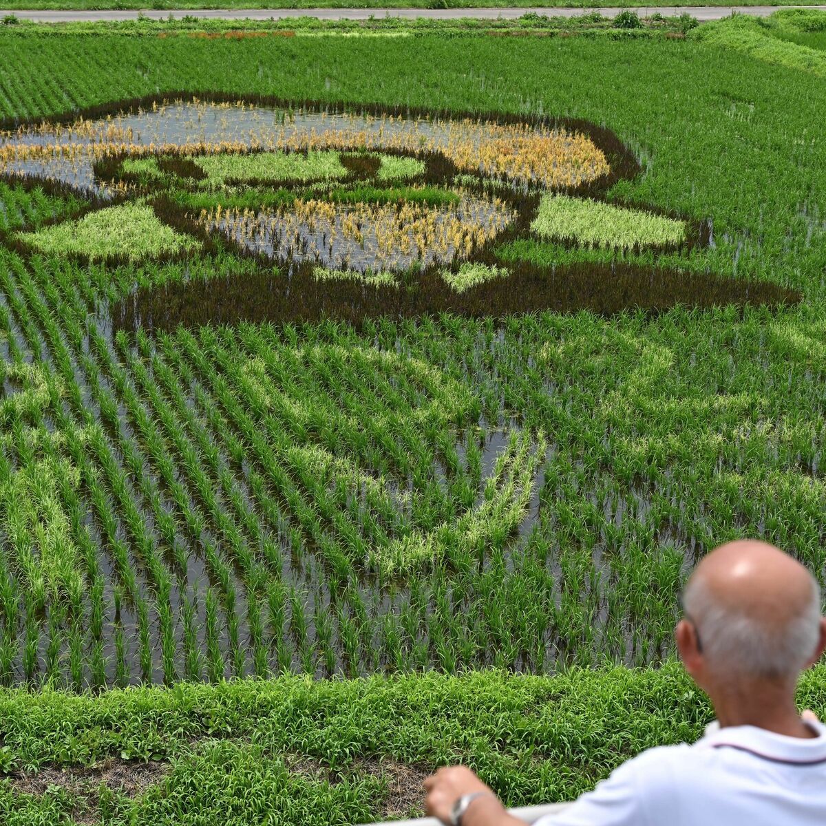 田んぼページ 鹿沼のキャラクター「ベリーちゃん」が水田に出現 住民有志で田んぼ
