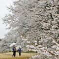 下野・天平の丘公園で淡墨桜満開 雨の中、枝いっぱいにしっとりと 31日までライトアップ