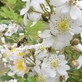栃木県内で蜂蜜の採取作業が本格化　ミツバチ元気に飛び回る　辺りに広がる甘い香り