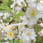 栃木県内で蜂蜜の採取作業が本格化　ミツバチ元気に飛び回る　辺りに広がる甘い香り
