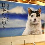 茂木・ふみの森に心和むネコたちの写真140枚　岩合光昭さんが写真展　入…
