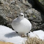 那須どうぶつ王国が人工育雛したライチョウ、１羽が中央アルプスで越冬　職…