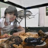 夏だ！カブトだ！クワガタだ！自然観察館で企画展　大田原「めったに見られない」昆虫も