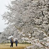 下野・天平の丘公園で淡墨桜満開　雨の中、枝いっぱいにしっとりと　31日までライトアップ