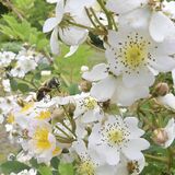 栃木県内で蜂蜜の採取作業が本格化　ミツバチ元気に飛び回る　辺りに広がる甘い香り