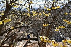甘い香り、景色が調和