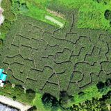 コ～ンなに巨大な迷路が登場　那須塩原・千本松牧場のトウモロコシ畑　家族連れでにぎわう