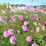 摘み取って花束に　足利でコスモスが見頃　11月まで県駅南側で