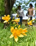 ニッコウキスゲ開花