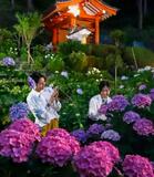 幻想的にアジサイ照らす、京都