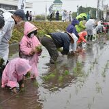 唄に合わせて田植え体験　三島小児童らがコシヒカリの苗植える　那須塩原