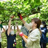 地元の農産物に親しんで　家族でナシの摘果体験　宇都宮