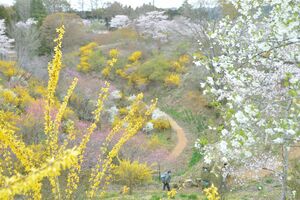 春の花々が見事なコントラストを見せる花の山の園内