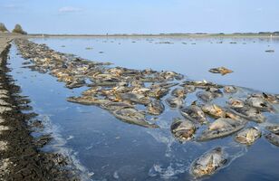 ひどい臭い 魚が大量死 少なくとも数千匹か 渡良瀬遊水地の谷中湖 地域の話題 社会 県内主要 下野新聞 Soon ニュース 下野新聞 Soon スーン