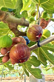イチジク収穫始まる　佐野