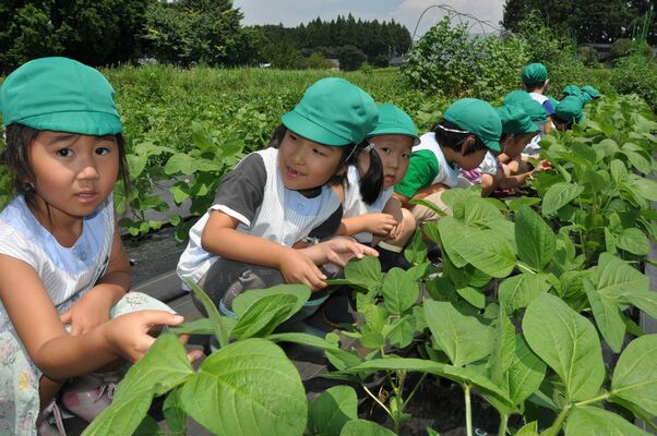 雑草取りなど農園を手入れする園児