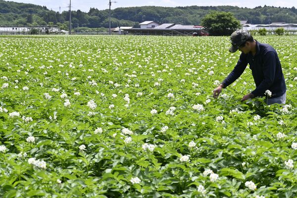 山本さんの畑に咲くジャガイモの花