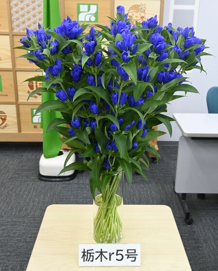 県が新たに開発したリンドウの新品種「栃木ｒ５号」