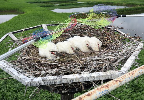 足輪を取り付けられ、巣に戻されるコウノトリのひな＝５日午前11時５分、小山市下生井（同市提供）